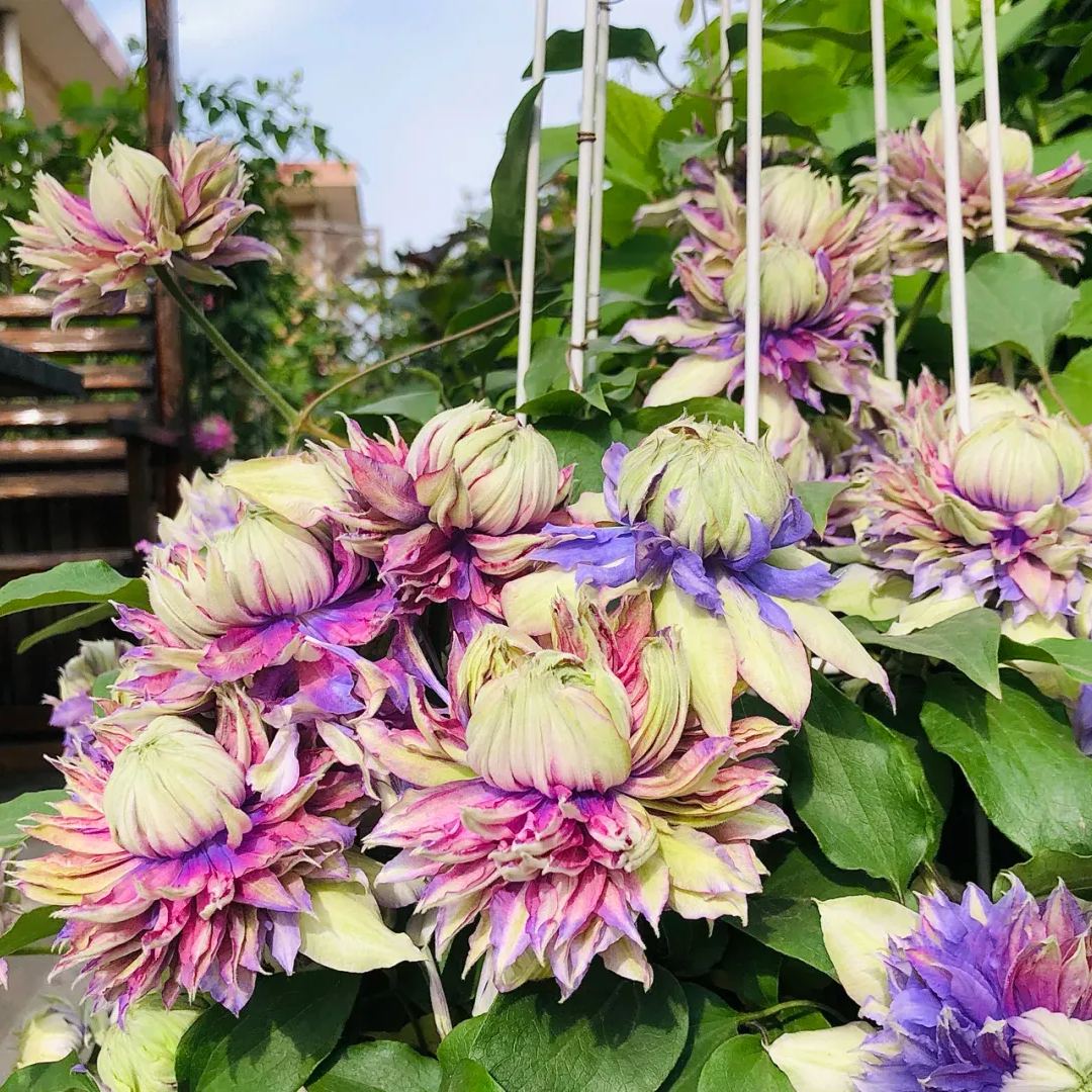 Clematis Magic Fountain Seeds 50/100/200PCS
