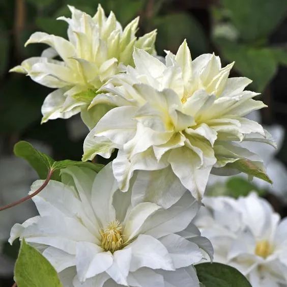 Clematis Wind Forest Seeds 50/100/200PCS