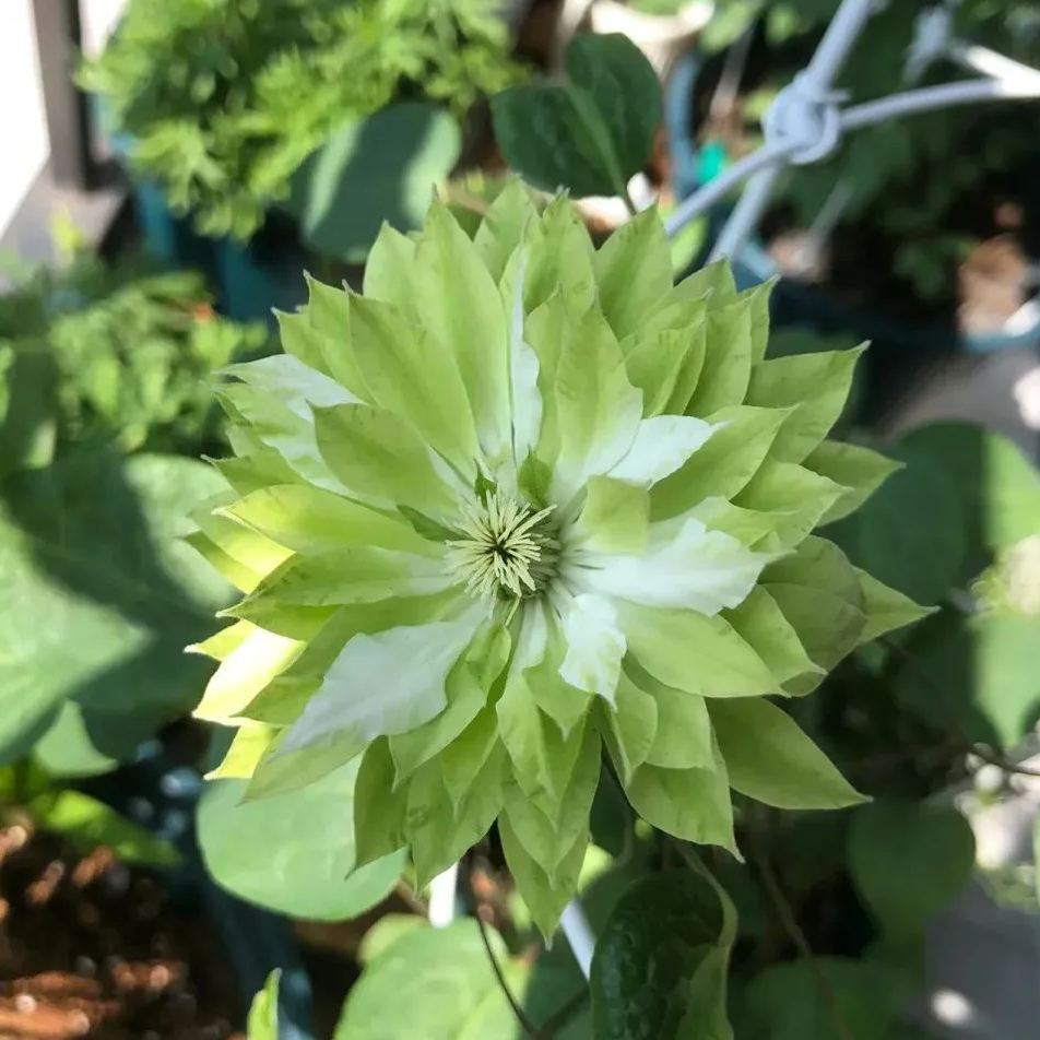 Clematis Wind Forest Seeds 50/100/200PCS