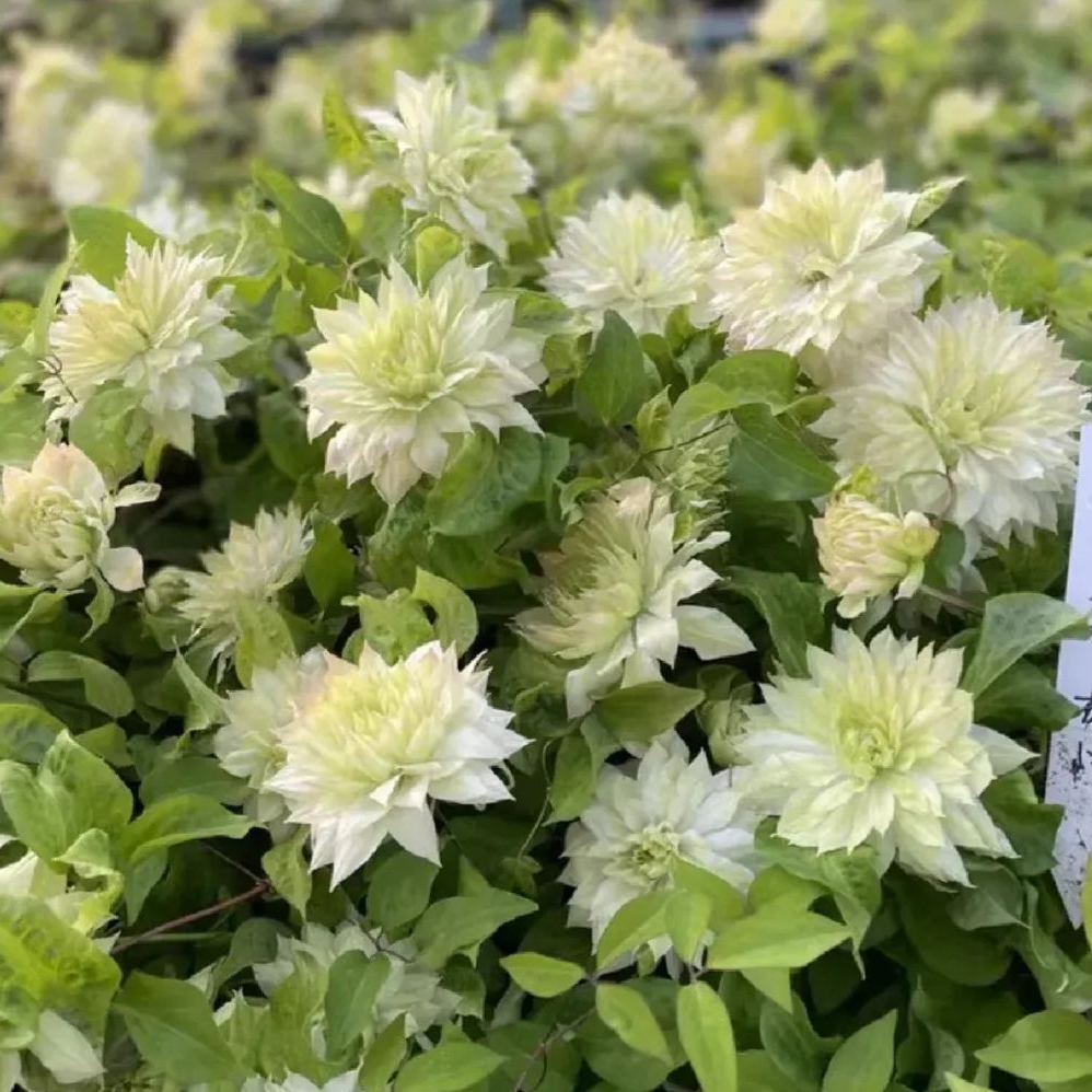 Clematis Wind Forest Seeds 50/100/200PCS