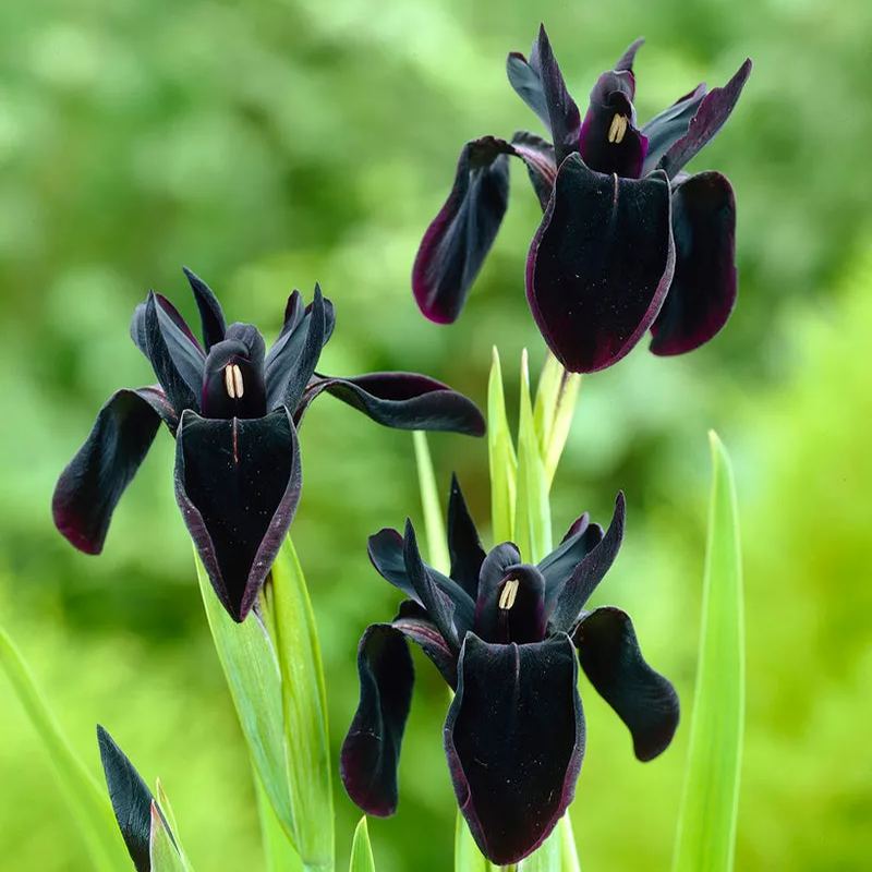 Iris 'Just Around Midnight'