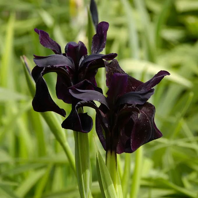 Iris 'Just Around Midnight'