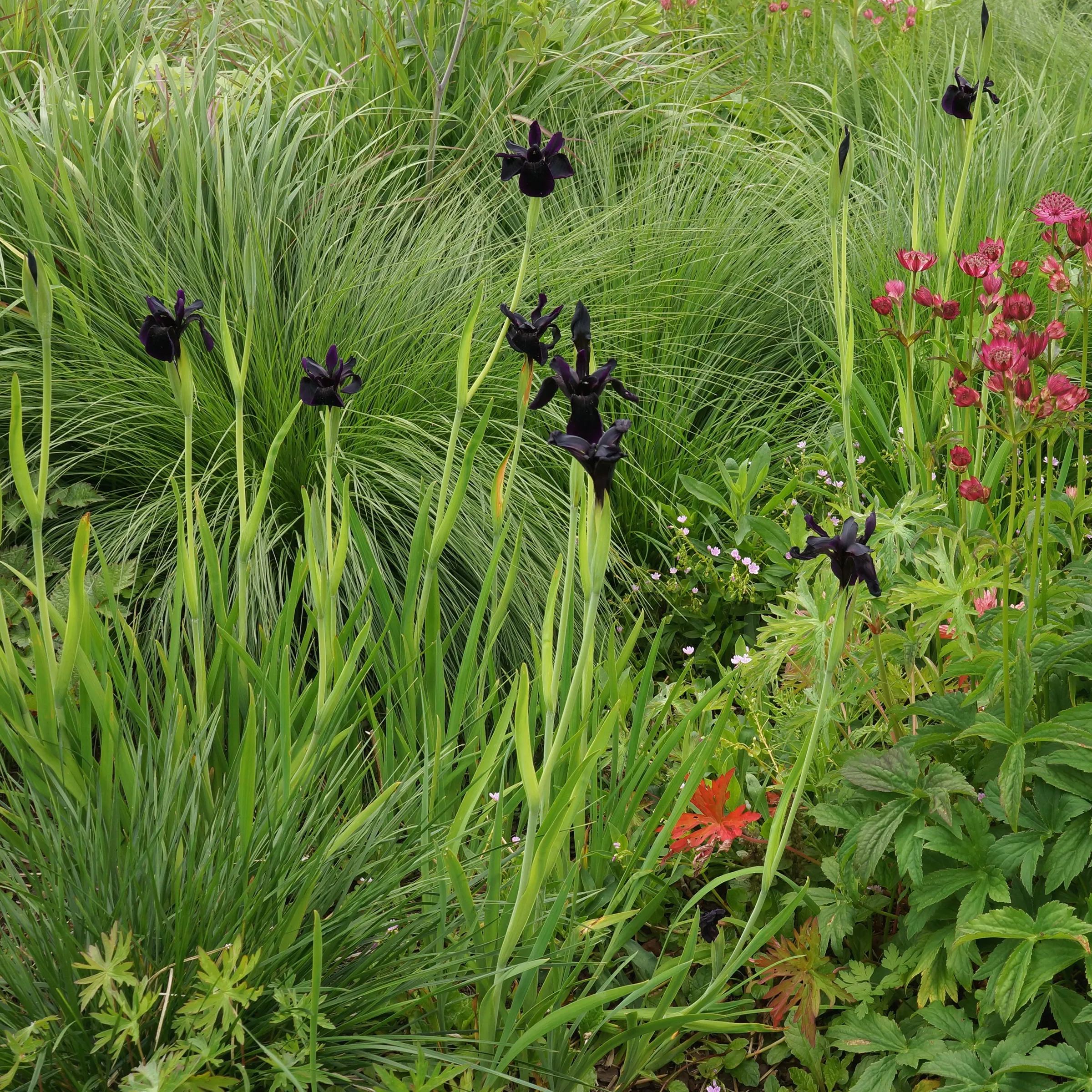 Iris 'Just Around Midnight'