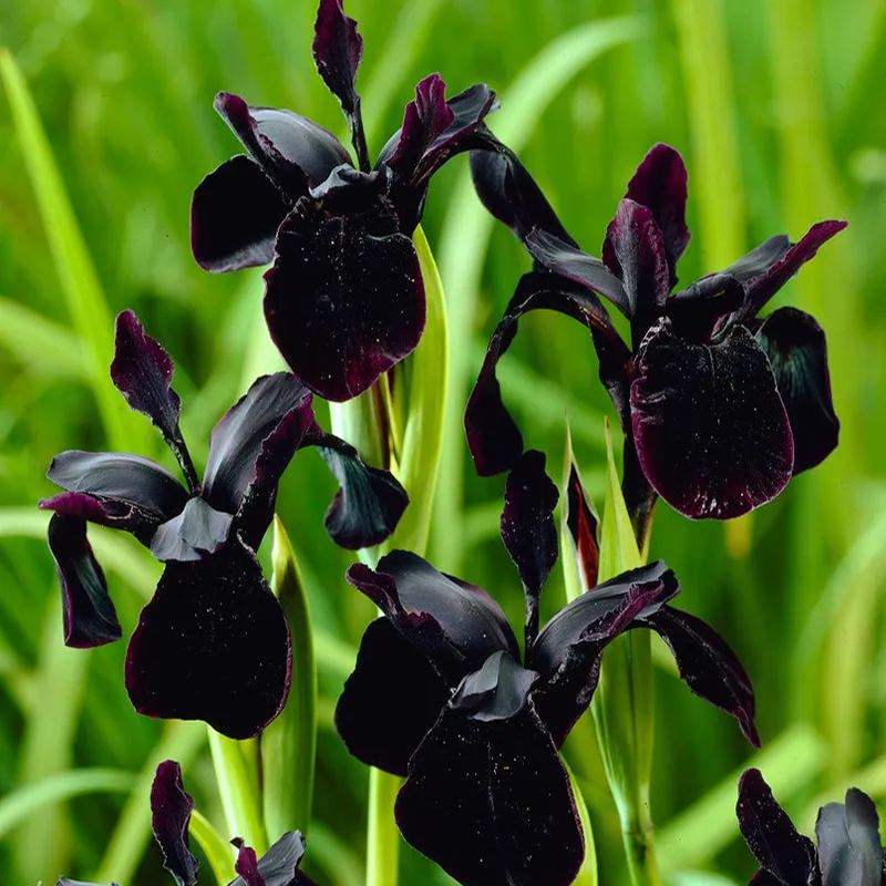 Iris 'Just Around Midnight'