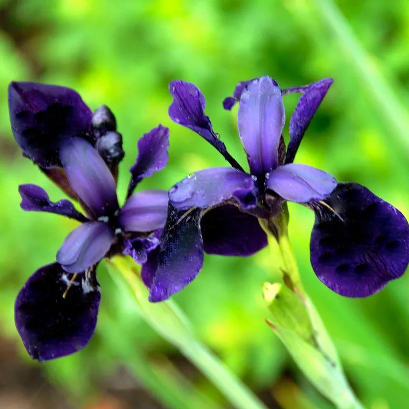 Iris 'Just Around Midnight'