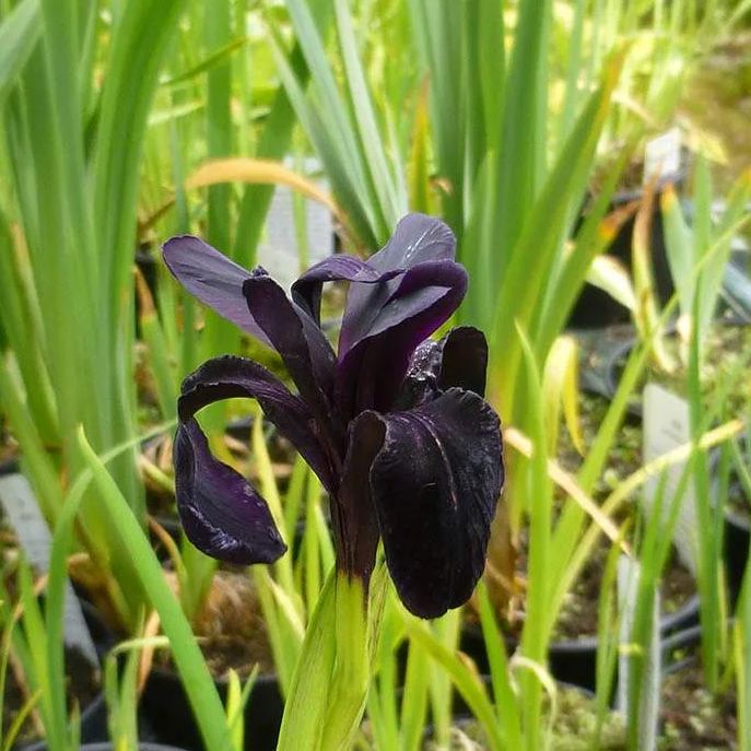 Iris 'Just Around Midnight'