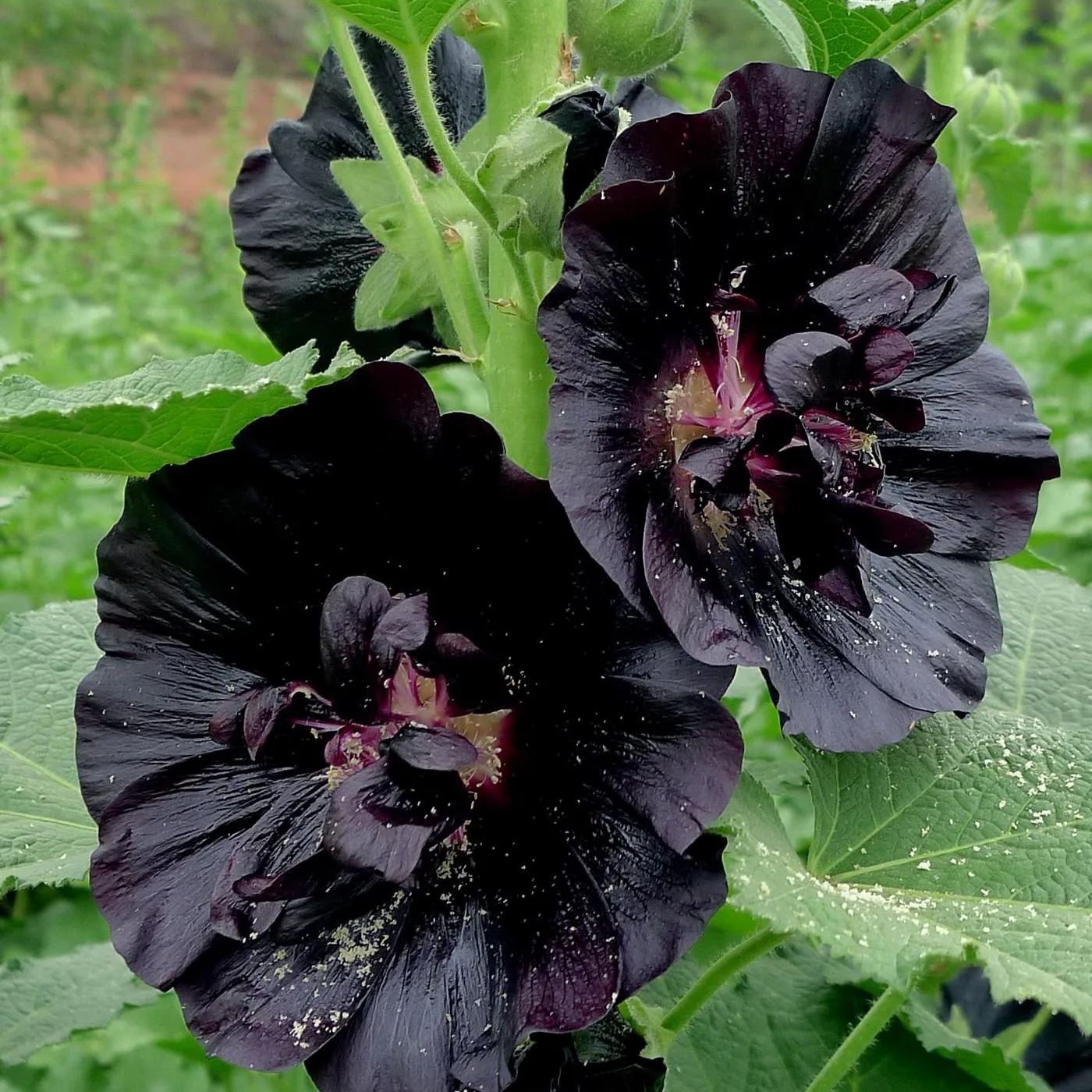 🚨54% off hot sale🚨Hollyhock Seeds - Black