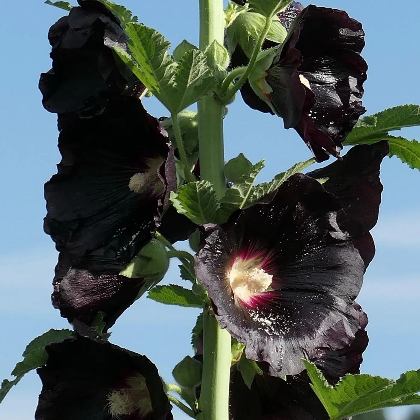 🚨54% off hot sale🚨Hollyhock Seeds - Black