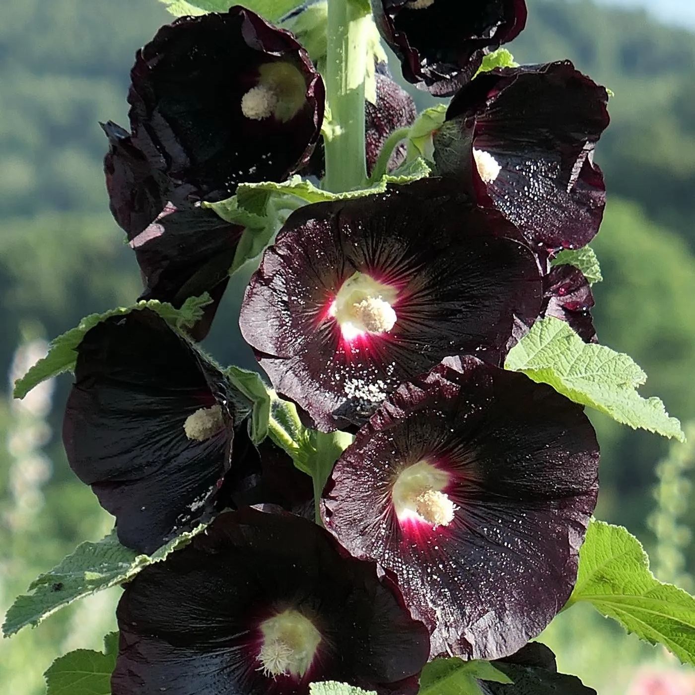 🚨54% off hot sale🚨Hollyhock Seeds - Black