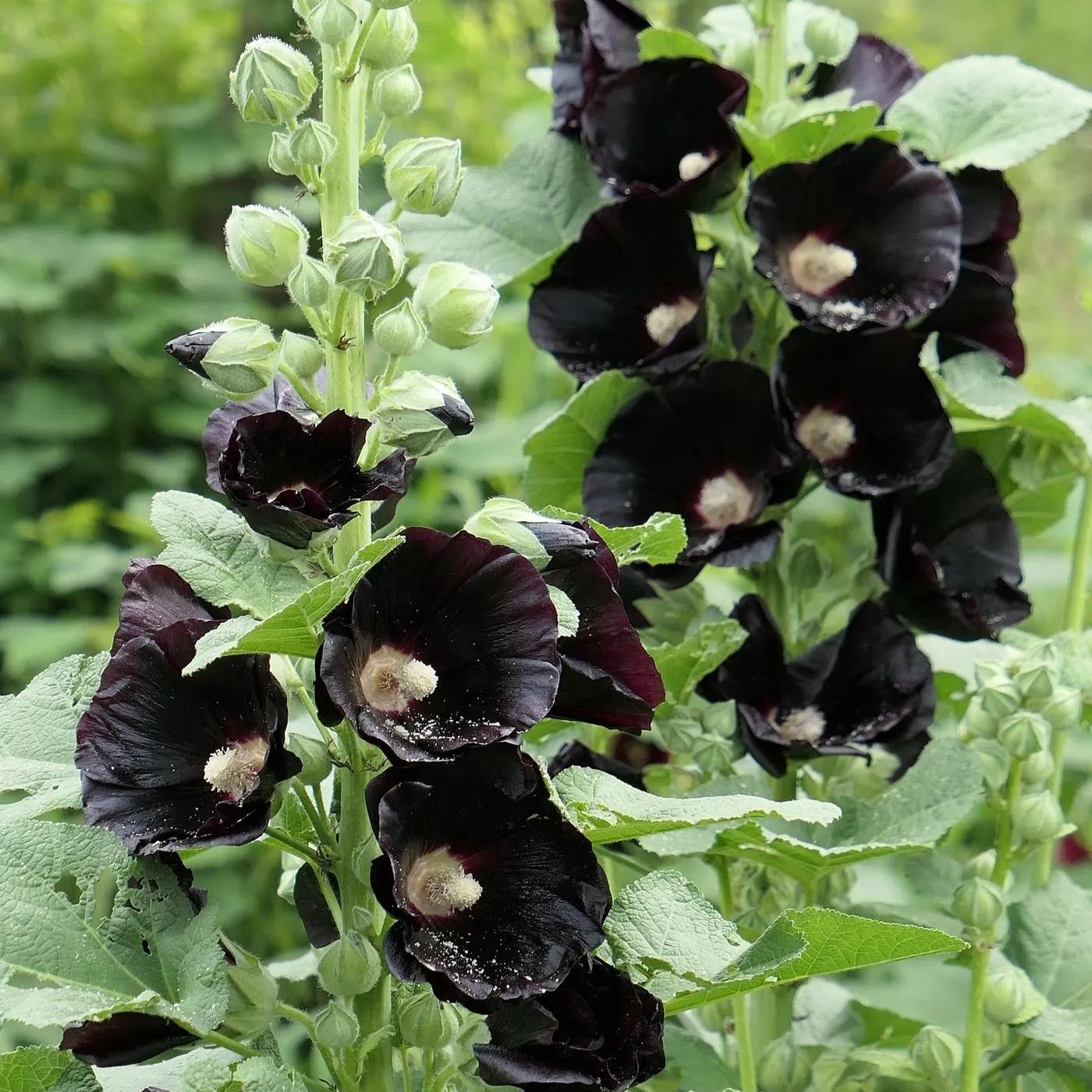 🚨54% off hot sale🚨Hollyhock Seeds - Black