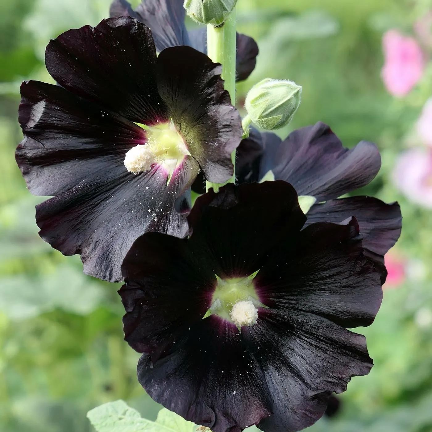 🚨54% off hot sale🚨Hollyhock Seeds - Black
