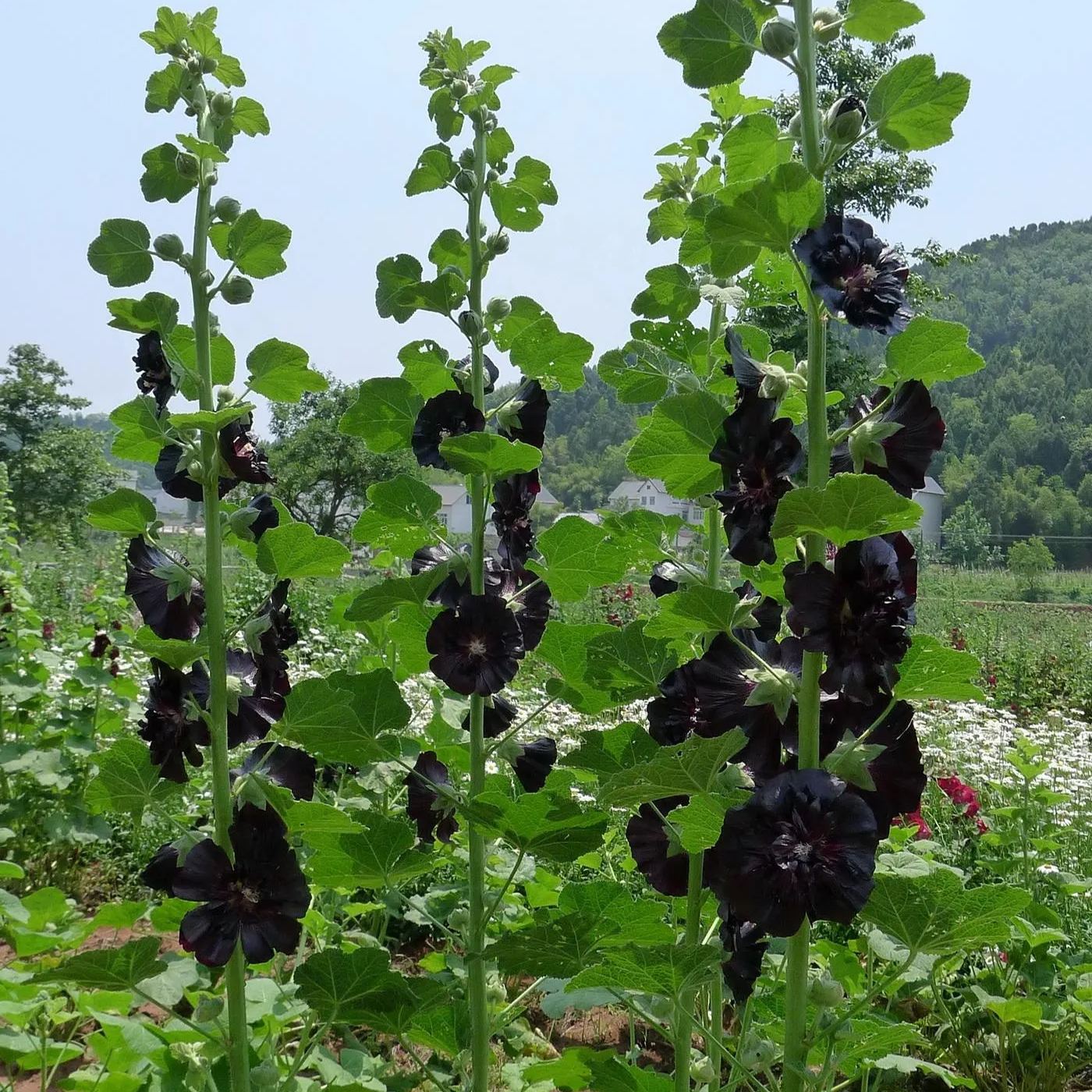 🚨54% off hot sale🚨Hollyhock Seeds - Black