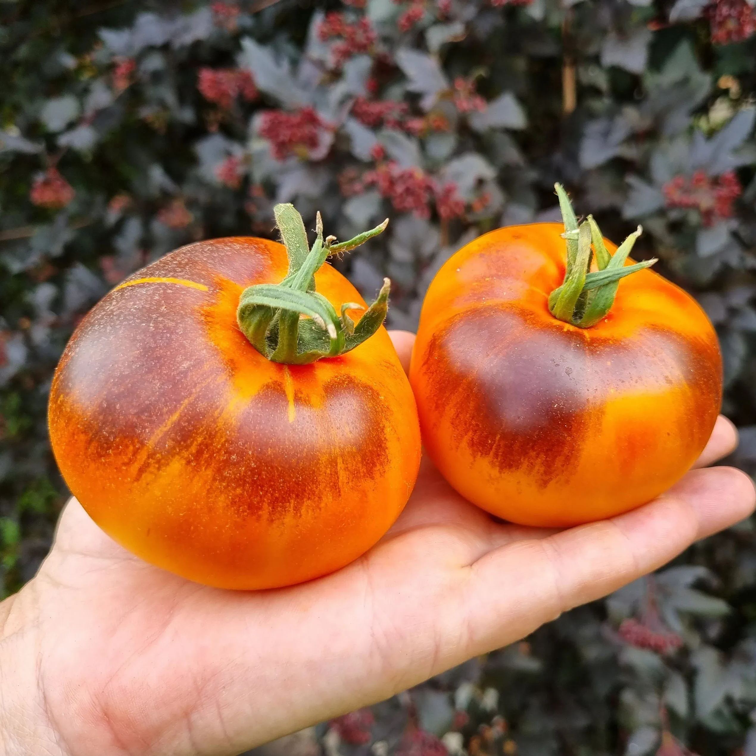 Lucid Gem Tomato Seeds 