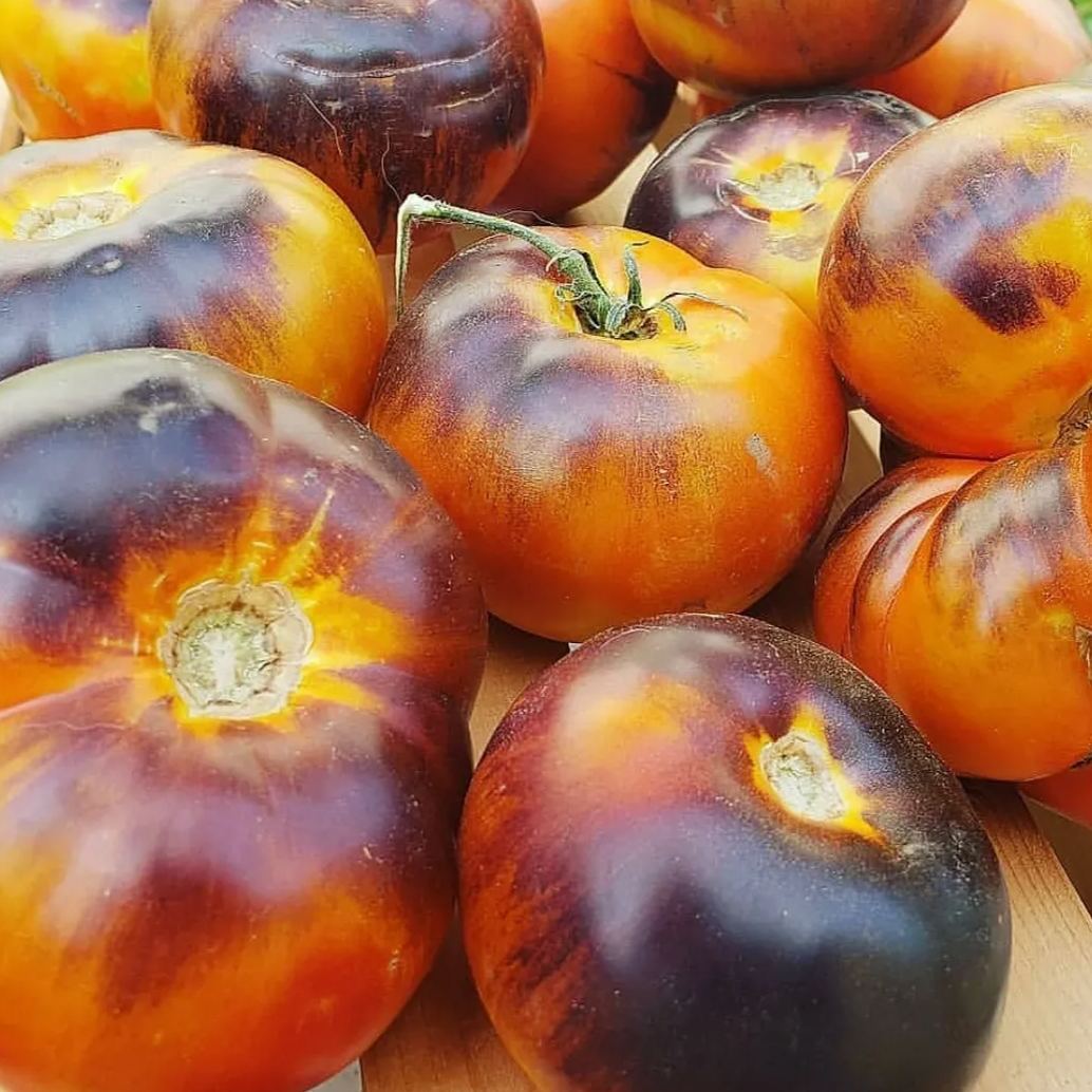 Lucid Gem Tomato Seeds 