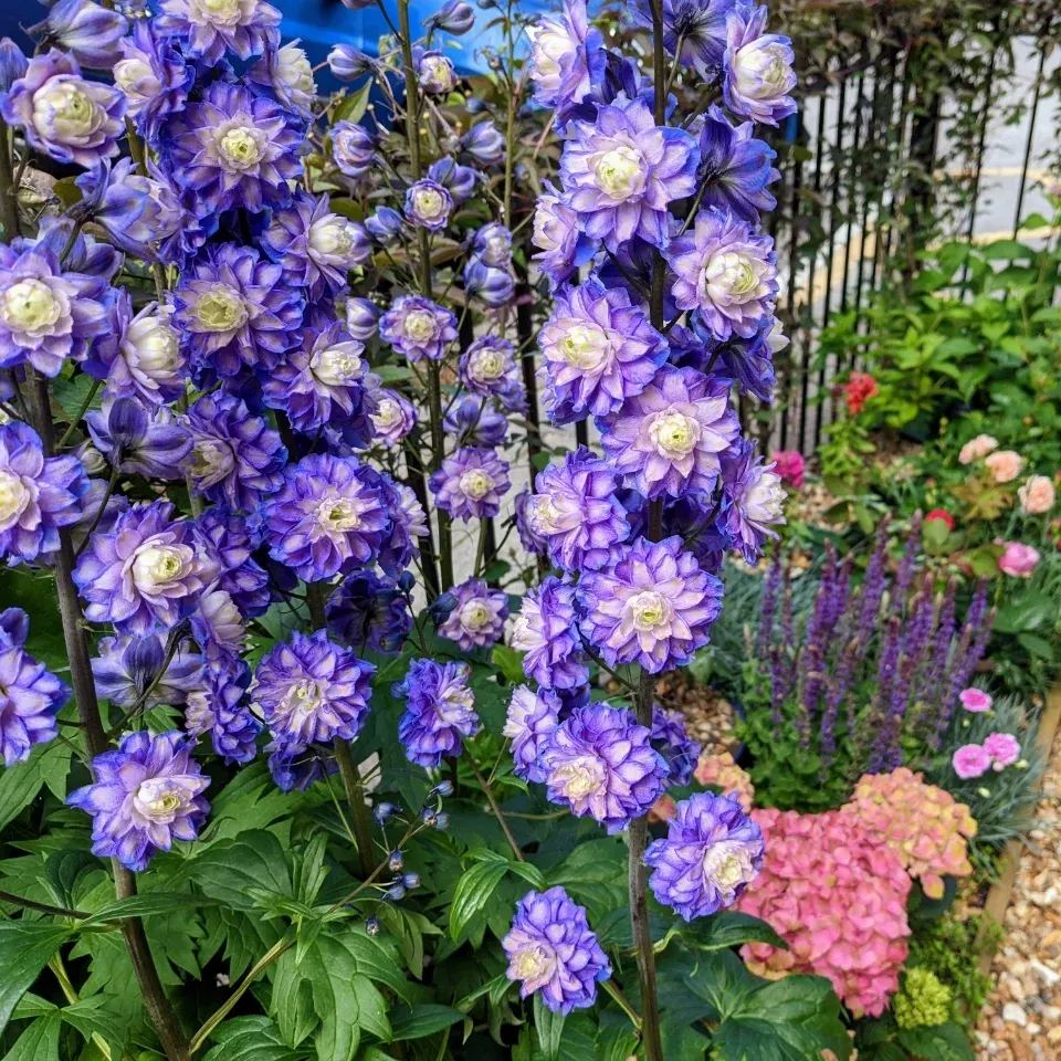 56% discount🎉Hot sale double delphinium seeds🌱🚨Limited stock