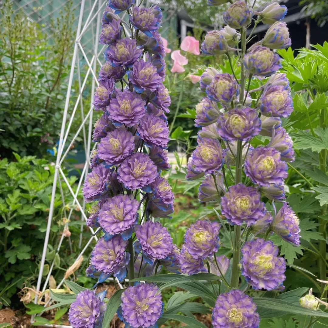 56% discount🎉Hot sale double delphinium seeds🌱🚨Limited stock