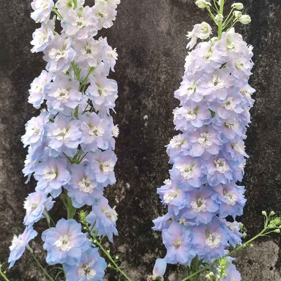 56% discount🎉Hot sale double delphinium seeds🌱🚨Limited stock
