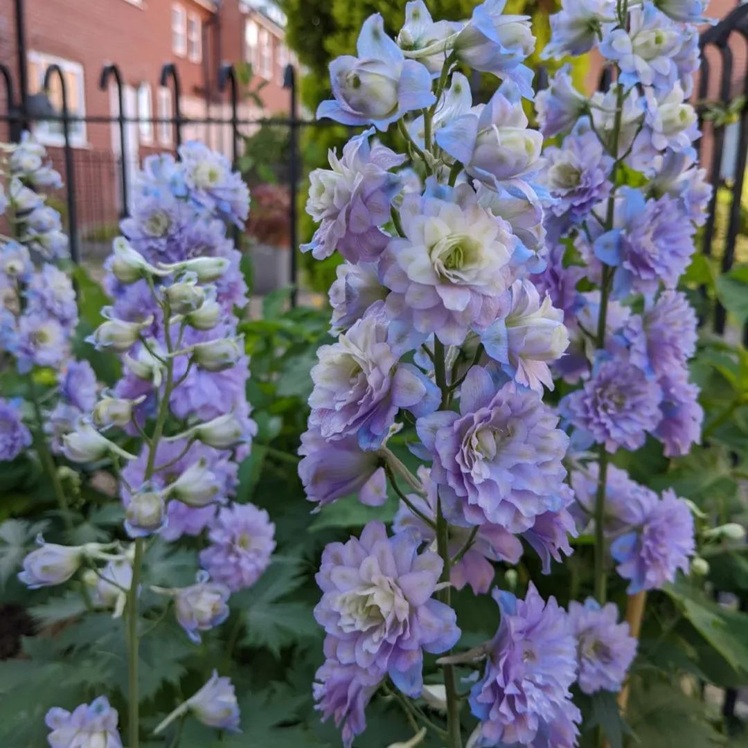 56% discount🎉Hot sale double delphinium seeds🌱🚨Limited stock