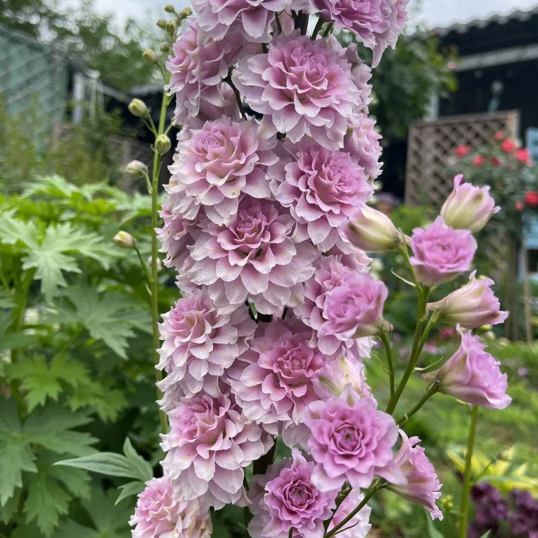 56% discount🎉Hot sale double delphinium seeds🌱🚨Limited stock