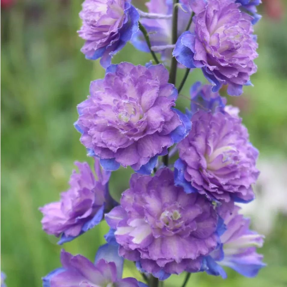 56% discount🎉Hot sale double delphinium seeds🌱🚨Limited stock
