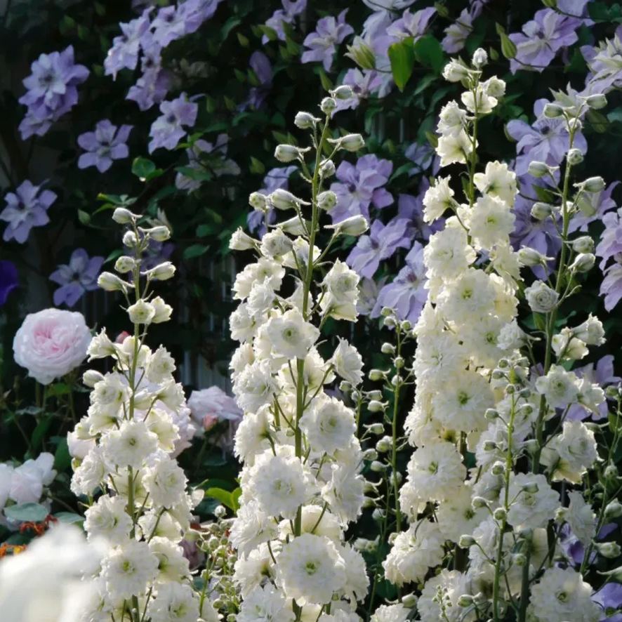 56% discount🎉Hot sale double delphinium seeds🌱🚨Limited stock