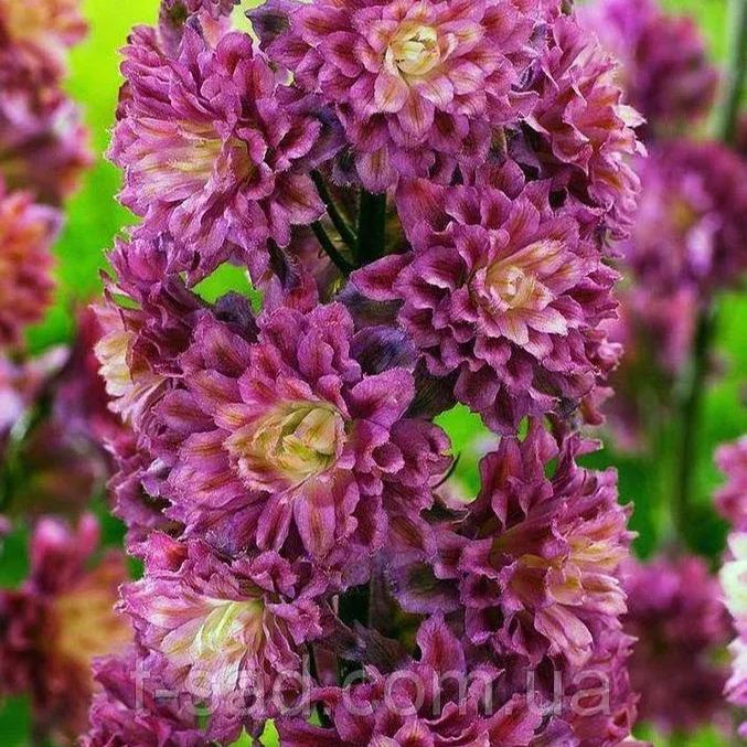 56% discount🎉Hot sale double delphinium seeds🌱🚨Limited stock