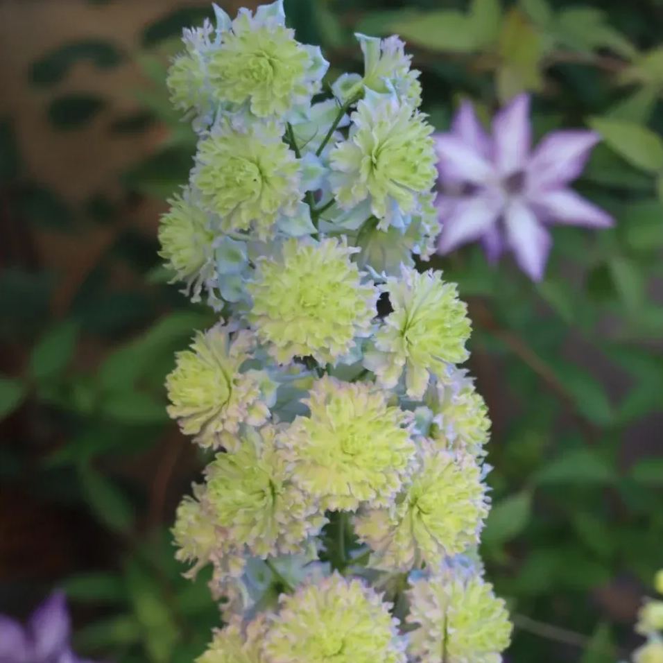 56% discount🎉Hot sale double delphinium seeds🌱🚨Limited stock