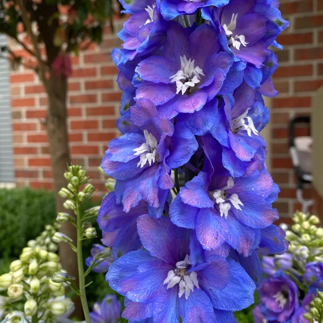 56% discount🎉Hot sale double delphinium seeds🌱🚨Limited stock