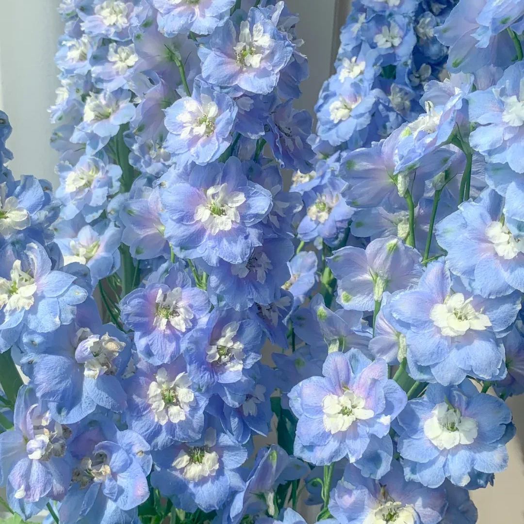 56% discount🎉Hot sale double delphinium seeds🌱🚨Limited stock