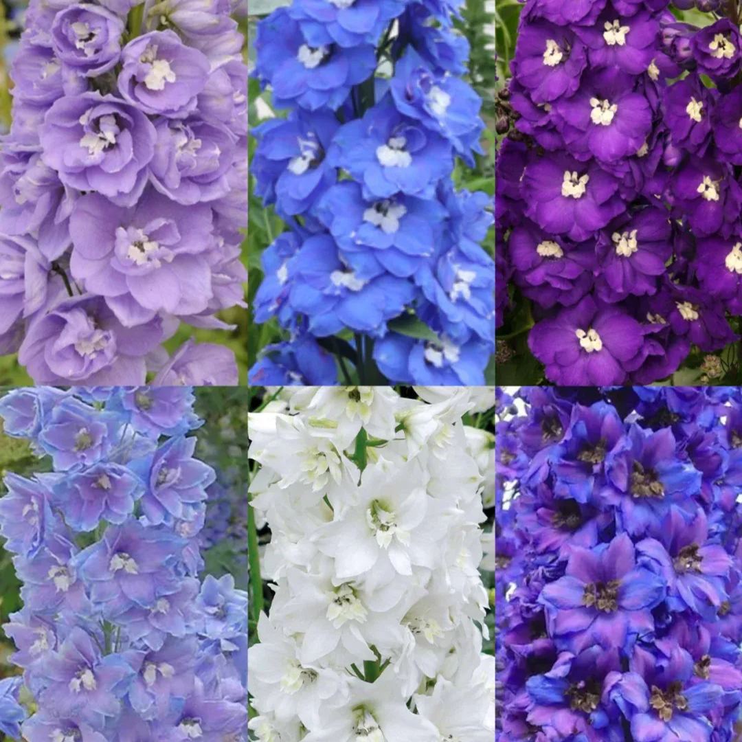 56% discount🎉Hot sale double delphinium seeds🌱🚨Limited stock