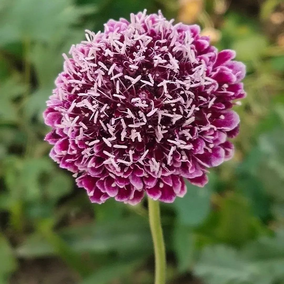 Scabiosa atropurpurea 