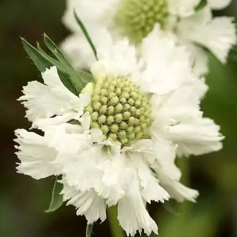 Scabiosa atropurpurea 