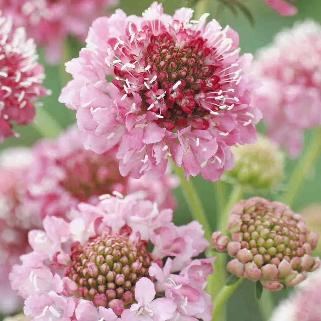 Scabiosa atropurpurea 