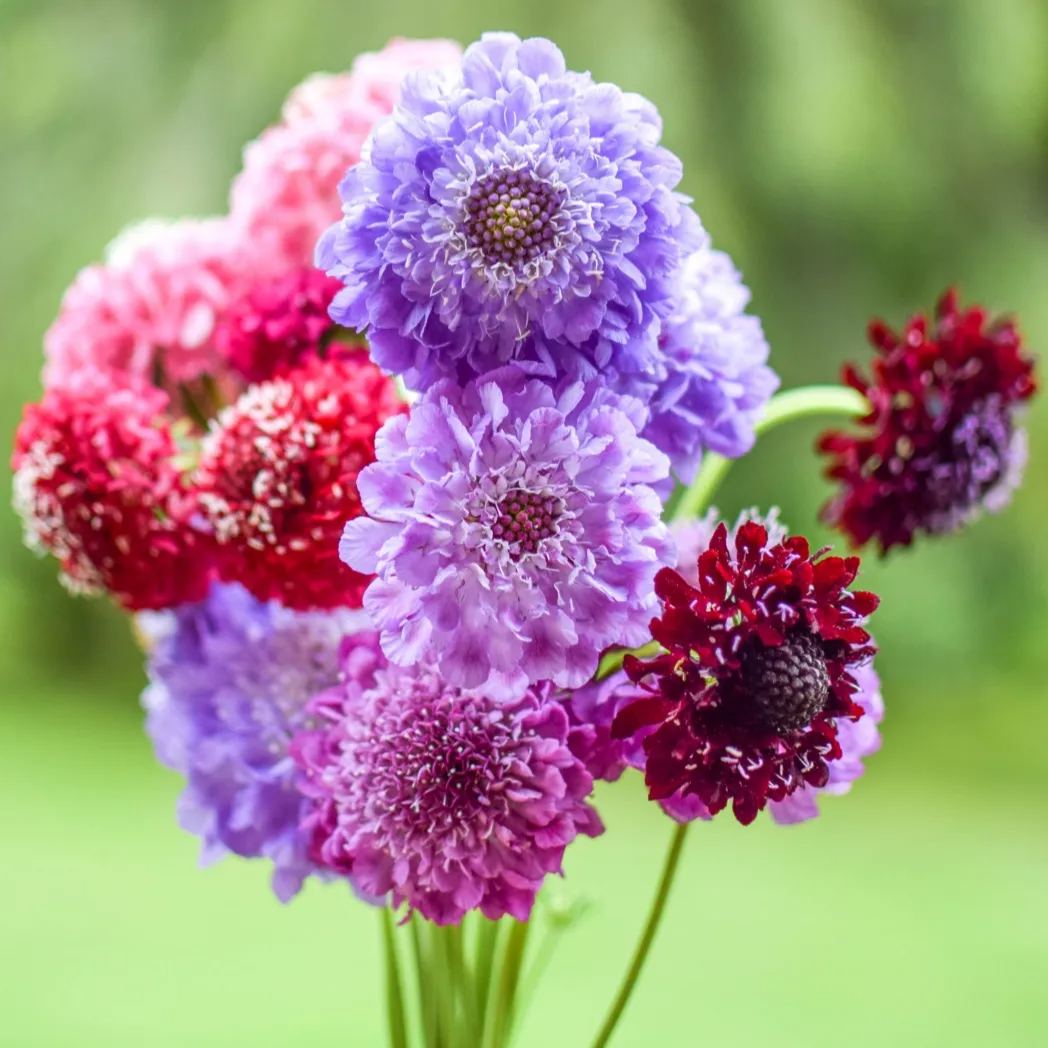 Scabiosa atropurpurea 