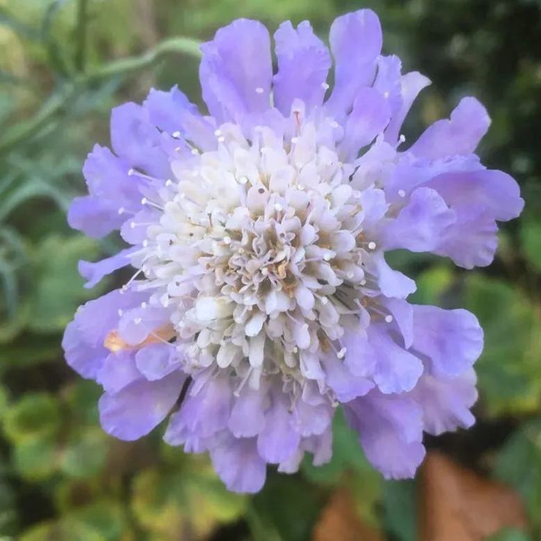 Scabiosa atropurpurea 