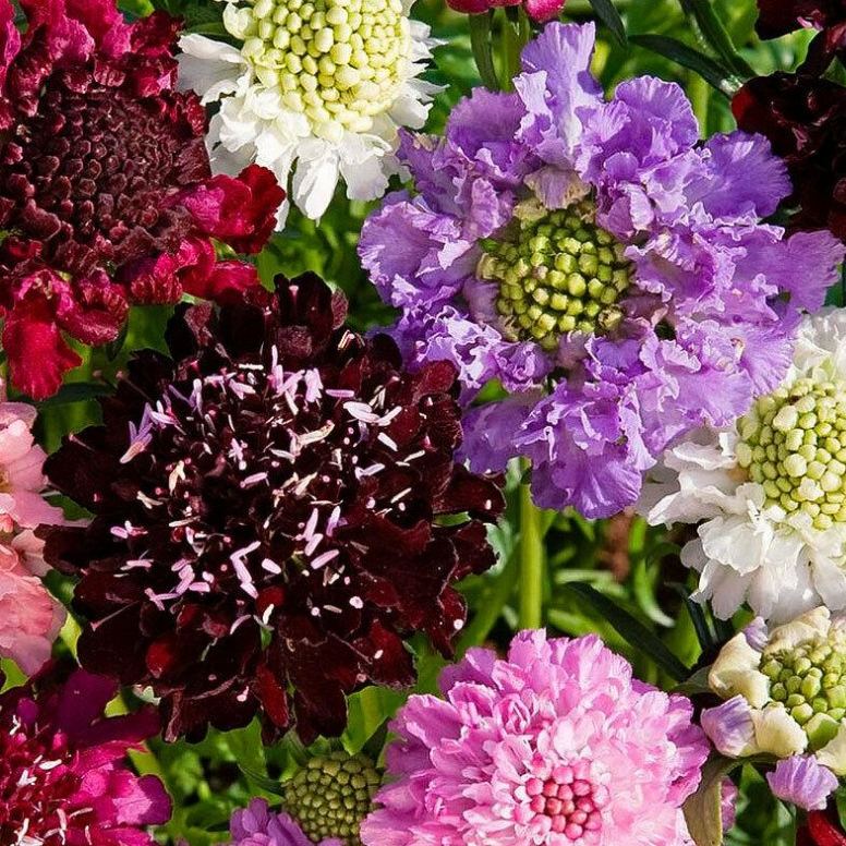 Scabiosa atropurpurea 