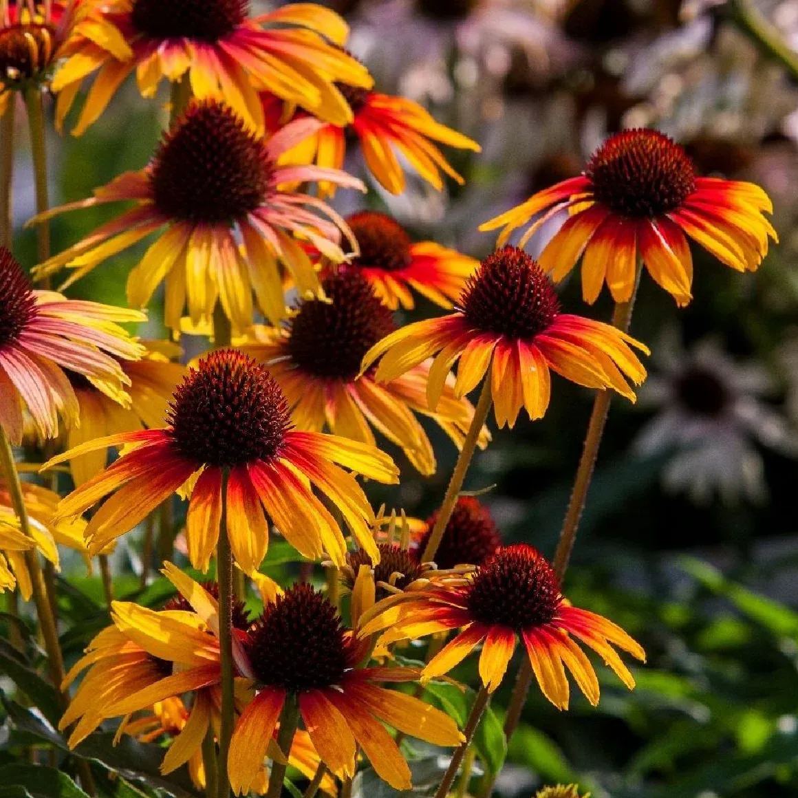 58%OFF 🚨hot sale🎉perennial Echinacea 'Parrot' 🌱Heirloom Seeds