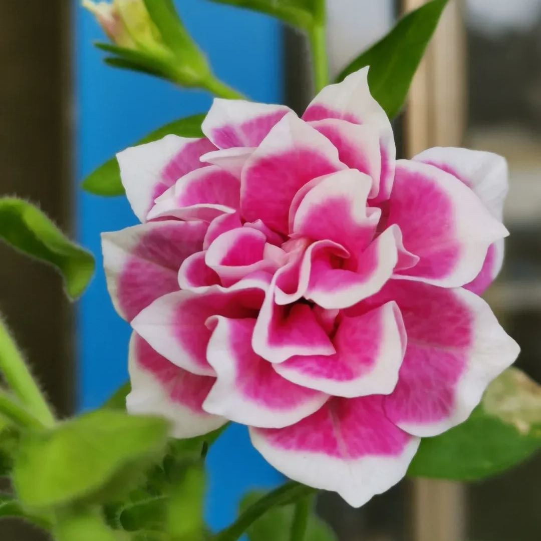 Rare Double Petunia Seeds