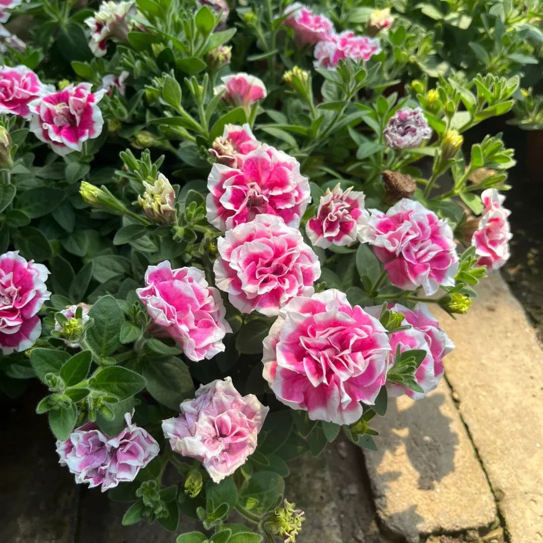 ✨🤩Hot Selling💐Rare Double Petunia Seeds