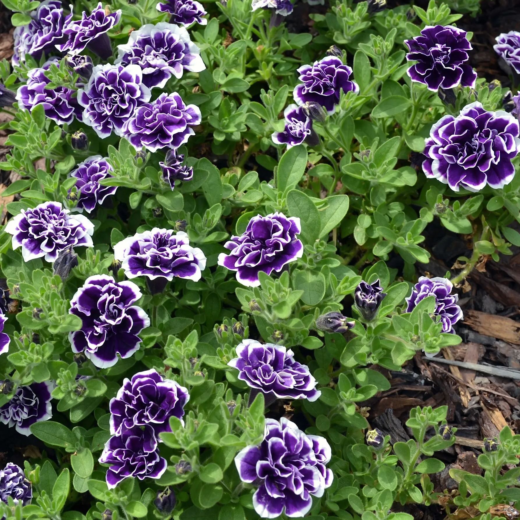 ✨🤩Hot Selling💐Rare Double Petunia Seeds