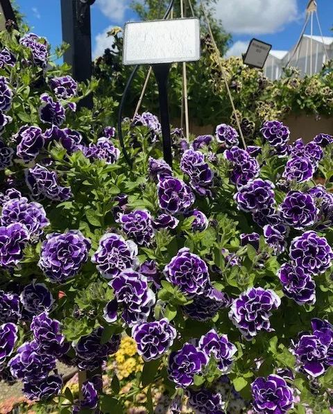 ✨🤩Hot Selling💐Rare Double Petunia Seeds