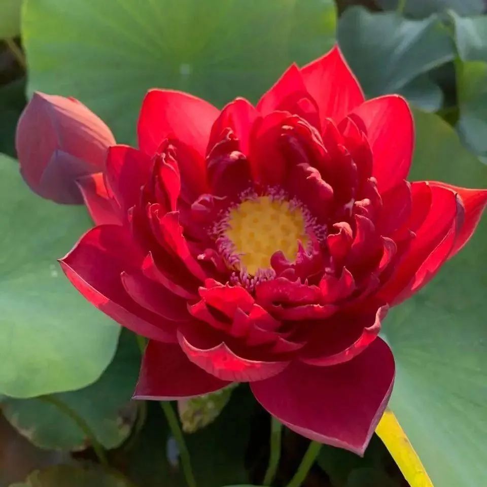 🚨Best selling for 2024🎉Lucky red lotus❤️🍀It is said to bring good luck