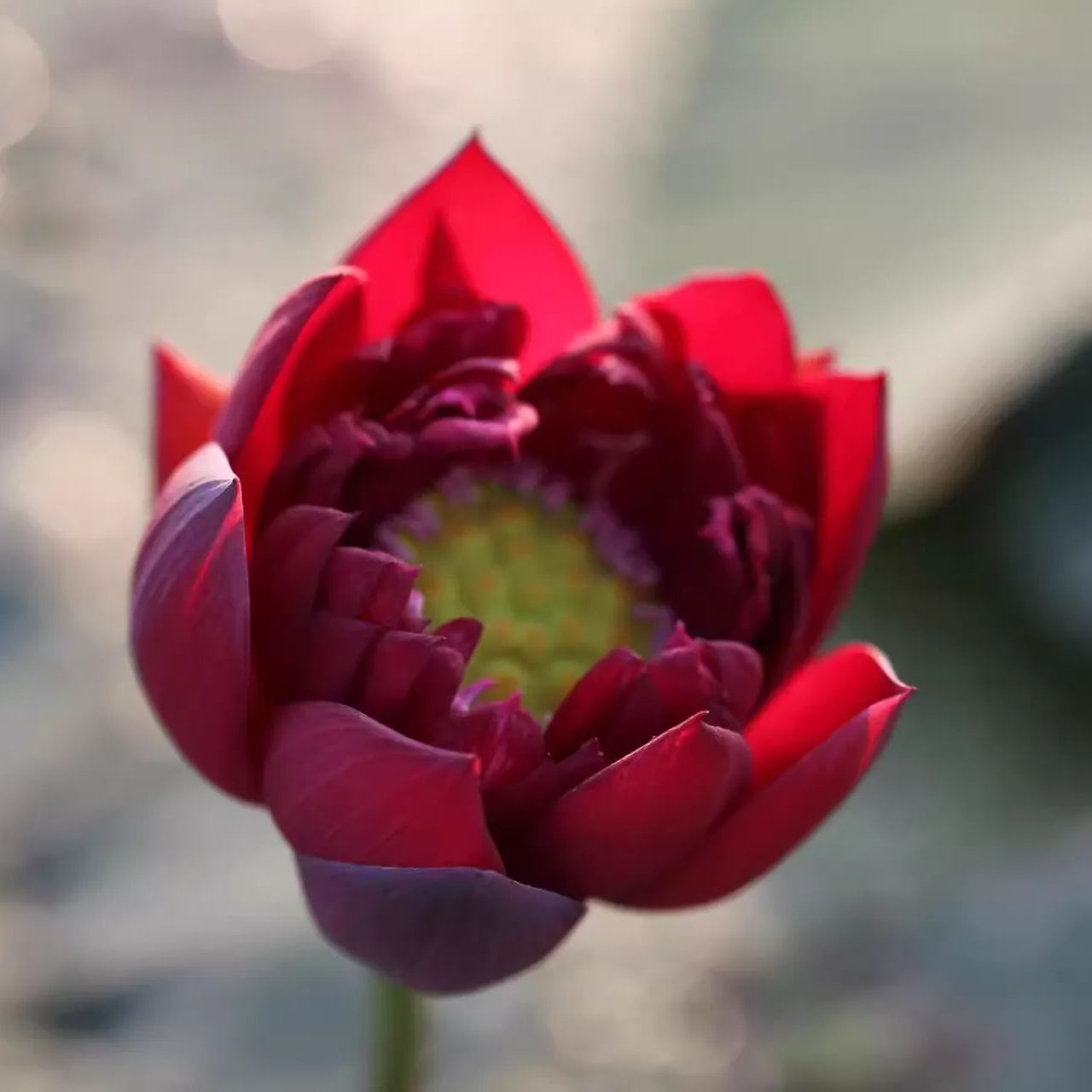 🚨Best selling for 2024🎉Lucky red lotus❤️🍀It is said to bring good luck