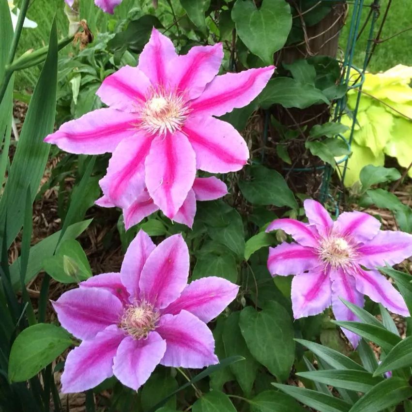 Clematis Dr. Ruppel Seeds 50/100/200PCS