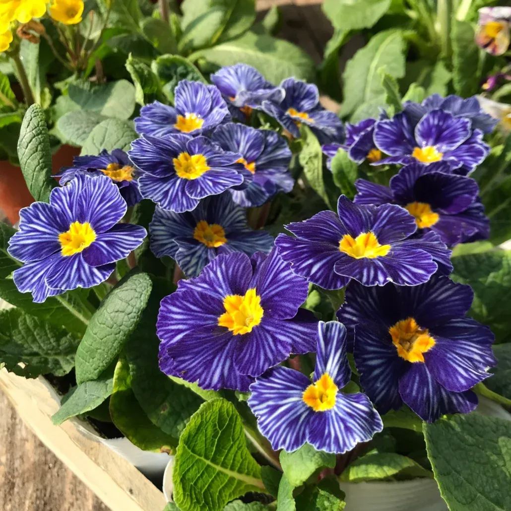 Special offer 56% off🎉Hot-selling Zebra Primrose Seeds🚀Limited stock