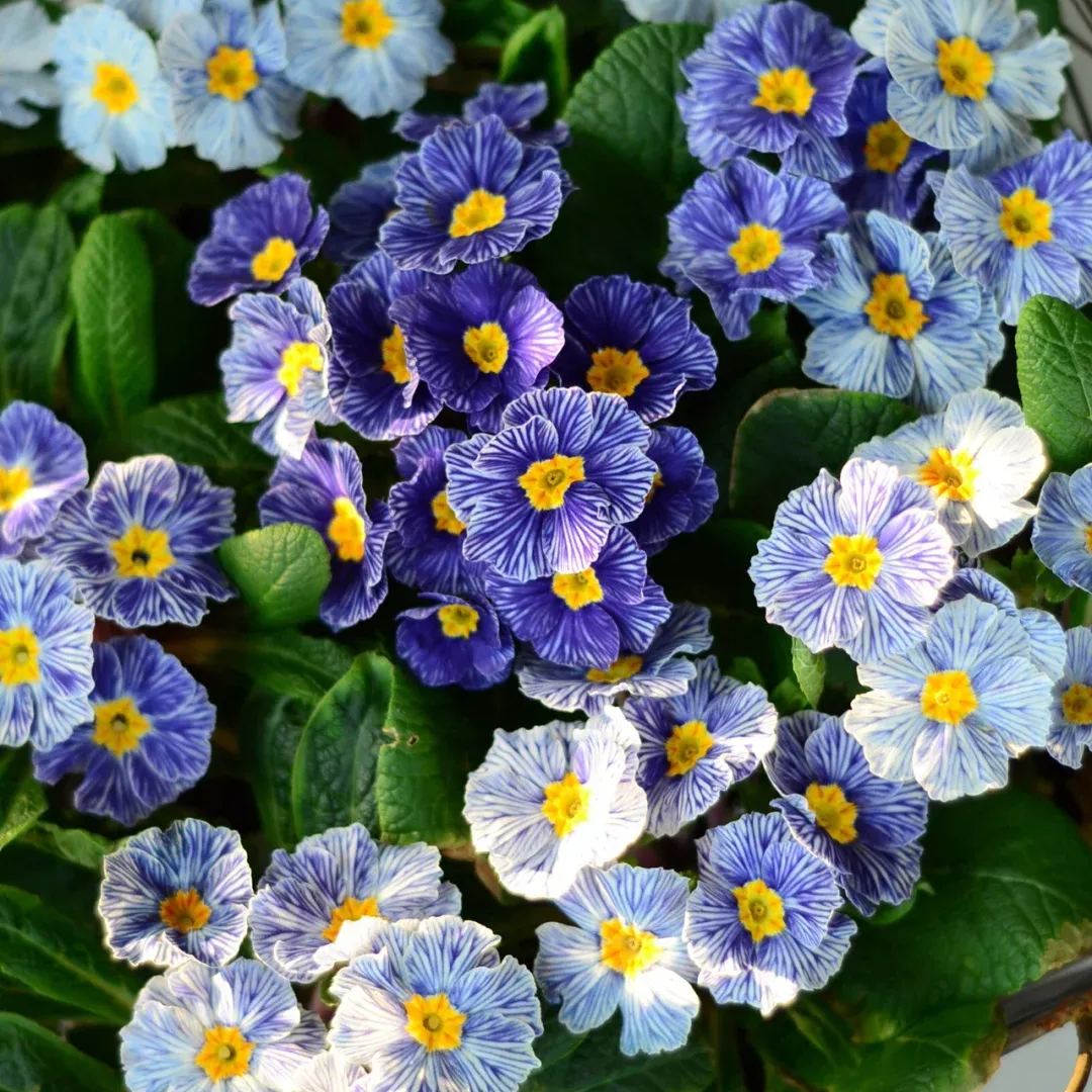 Special offer 56% off🎉Hot-selling Zebra Primrose Seeds🚀Limited stock
