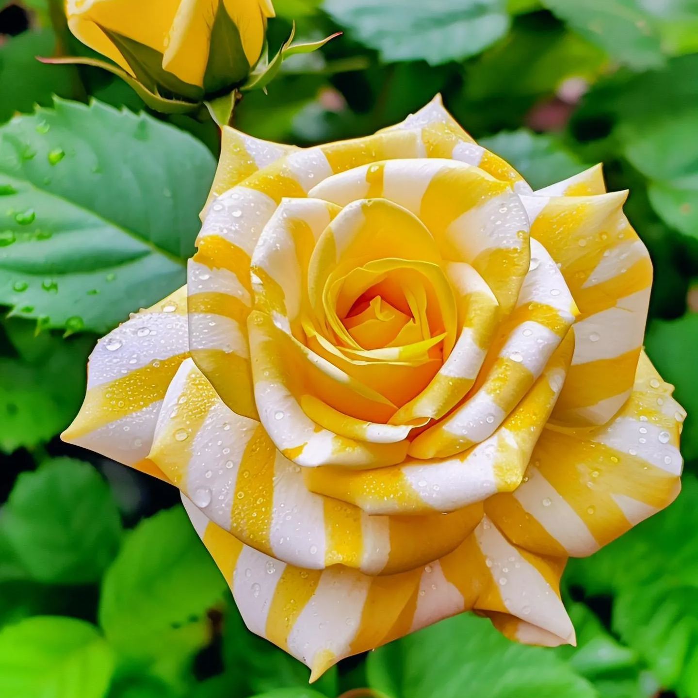 Hot sale🎉Limited time discount🌞Black and White Cruella Twin Roses Seeds