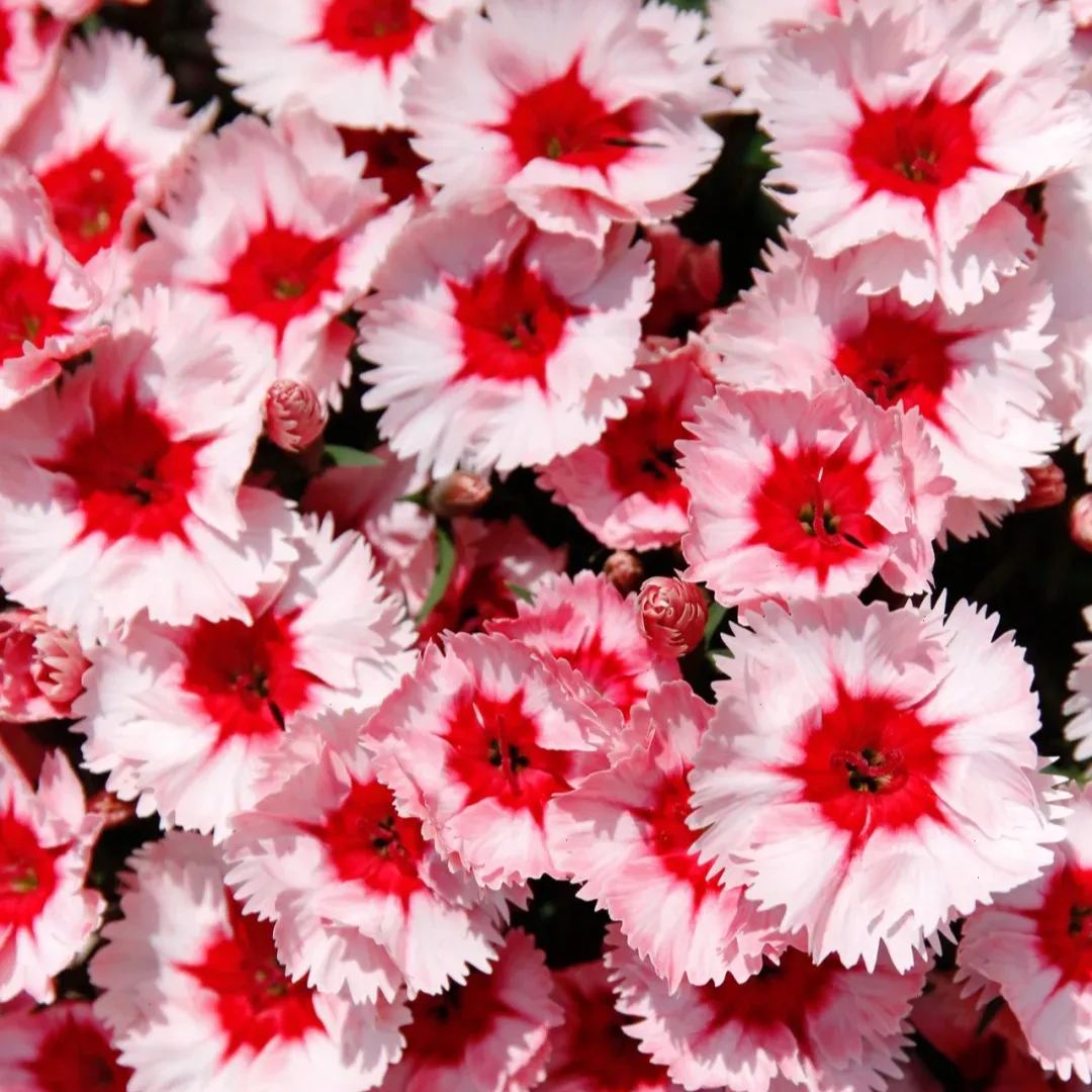 Hot Sale 53% off🚨Rare Dianthus China pink❤️very long blooming