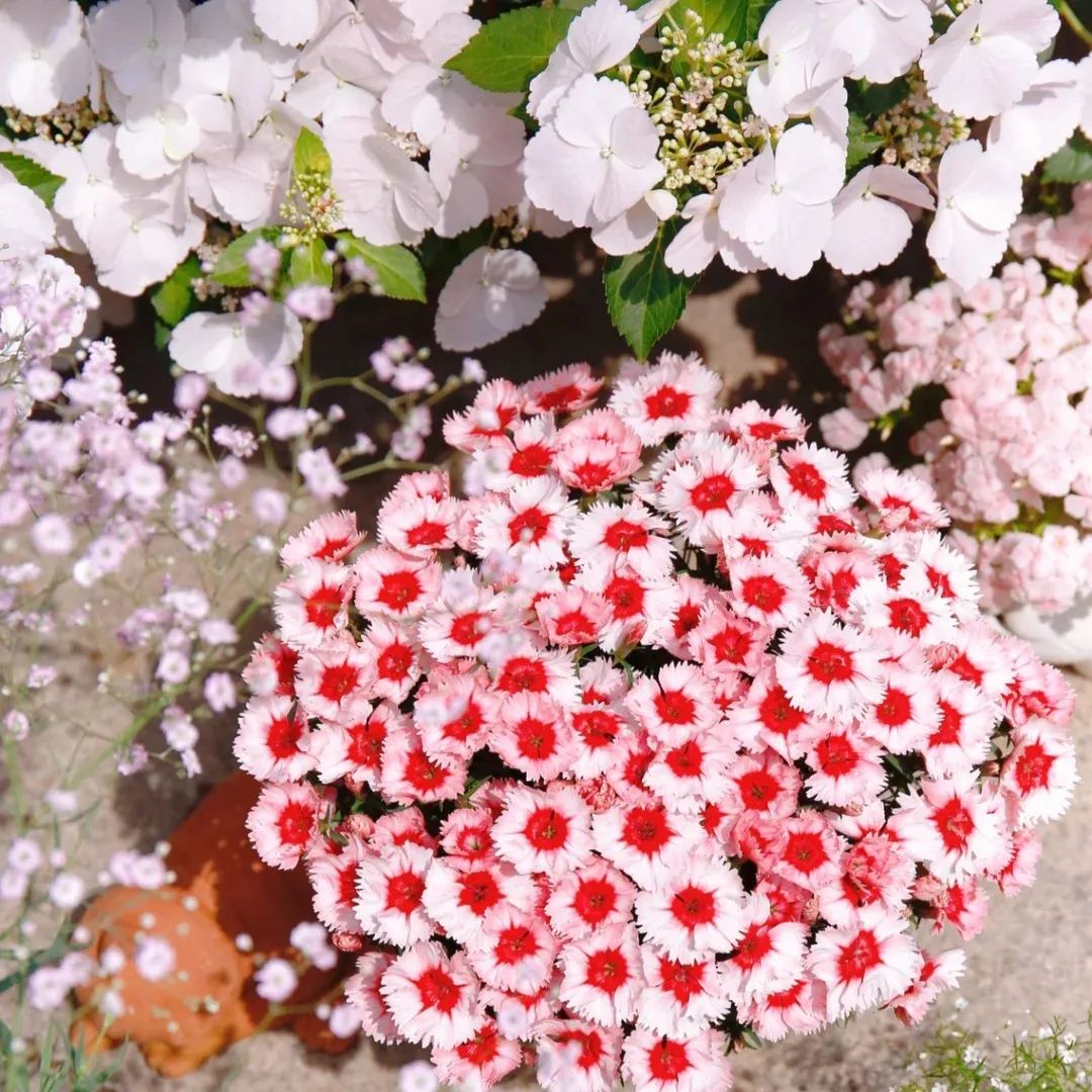 Hot Sale 53% off🚨Rare Dianthus China pink❤️very long blooming