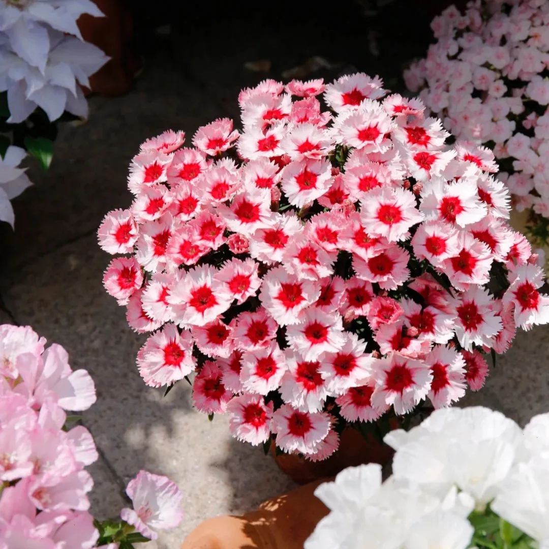 Hot Sale 53% off🚨Rare Dianthus China pink❤️very long blooming